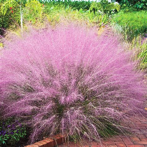 Decorative grasses can grow to various heights, ranging from six inches up to 15 feet. . Decorative grasses lowes